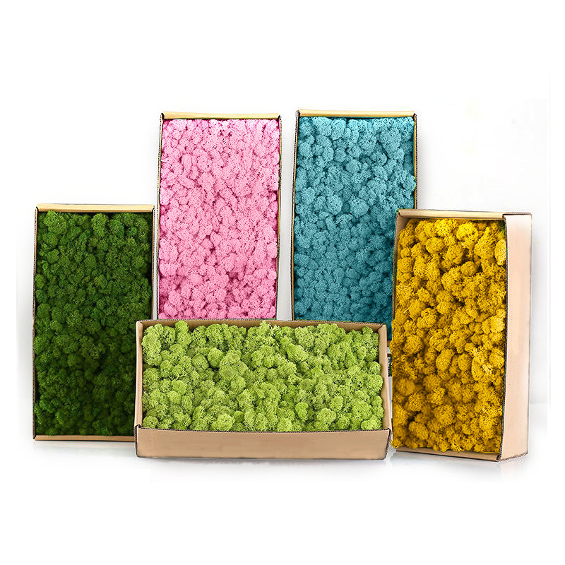 Sphagnum Moss Dry - Plantes vertes artificielles Mini paysage vie