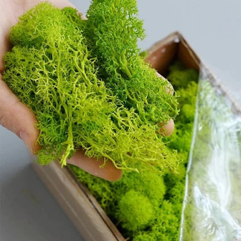 Plantes vertes artificielles,  - Sphagnum Moss Dry avis et prix